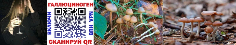Псилоцибиновые грибы Cubensis  Мураши 